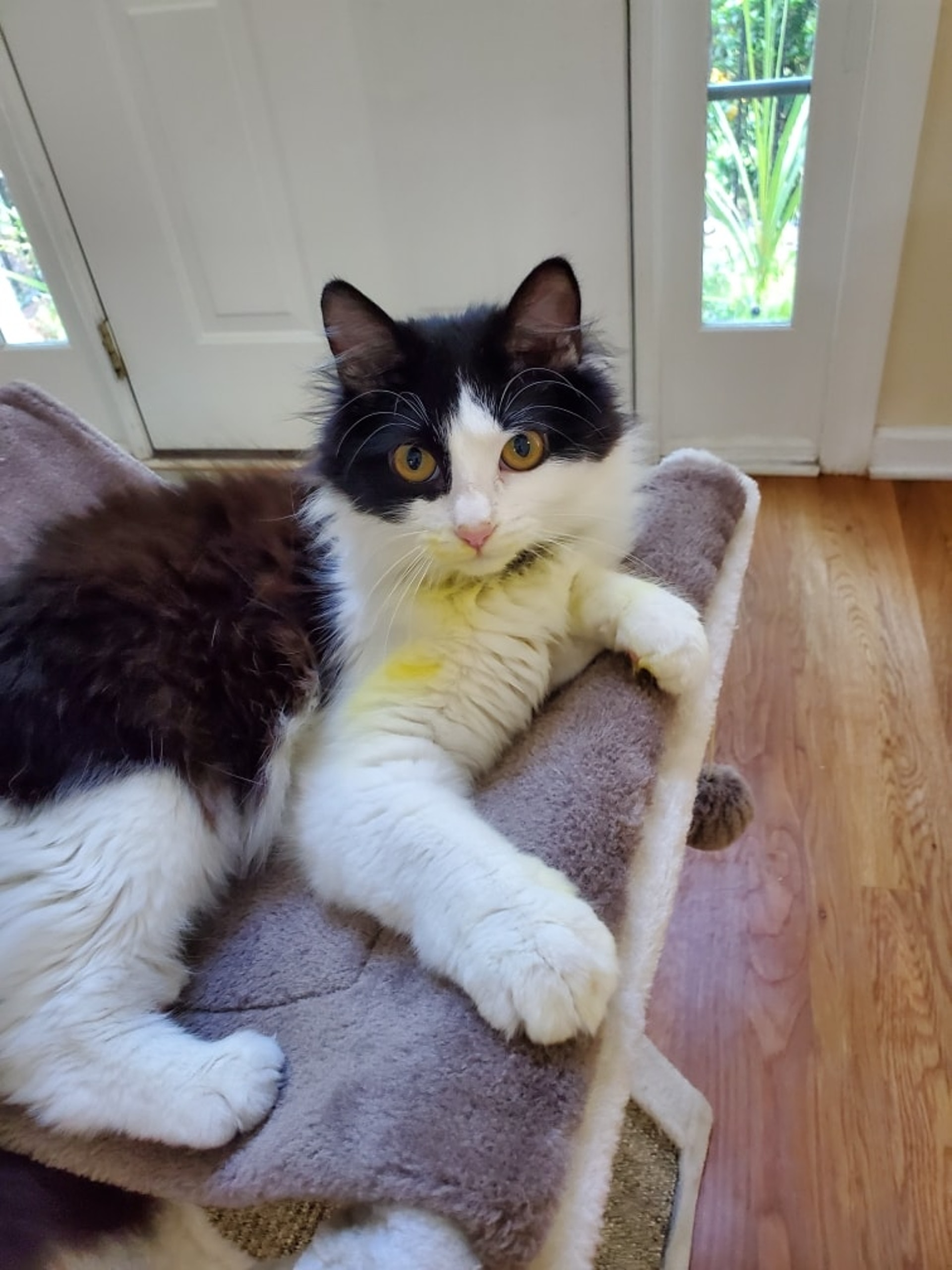 無知害死貓 喵碰這常見植物中毒險死主人懺悔 我幾乎成殺人犯 無知害死貓 喵碰這常見植物中毒險死主人懺悔 我幾乎成殺人犯