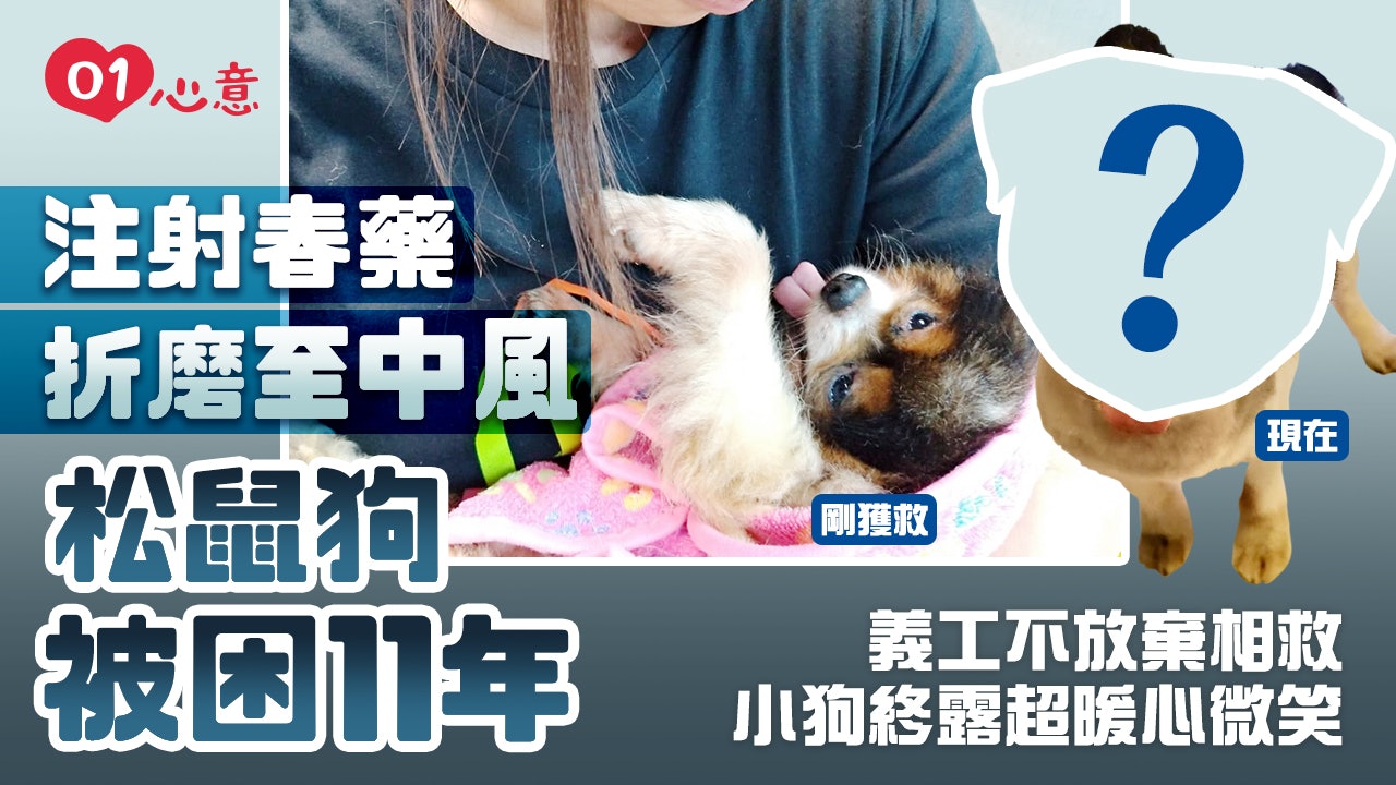 繁殖場狗狗被折磨11年義工拒放棄救回一命眾籌盼助毛孩度餘生 繁殖場狗狗被折磨11年義工拒放棄救回一命眾籌盼助毛孩度餘生
