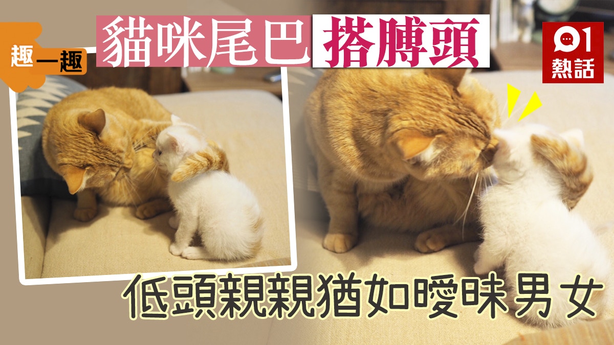 穿着工作服的站立猫