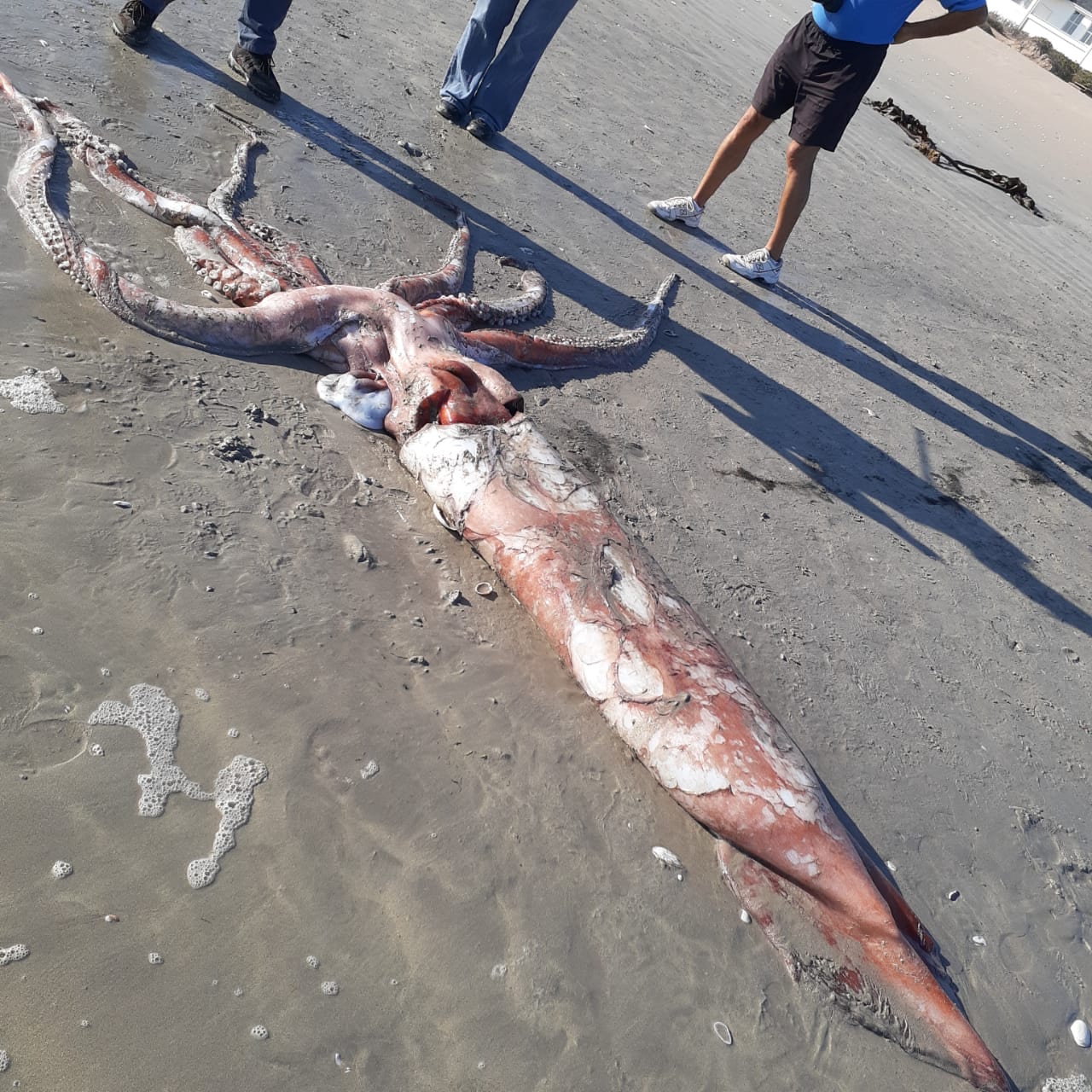 海怪出沒 南非泳客發現4米長 大王烏賊 驚嚇電影怪物原型