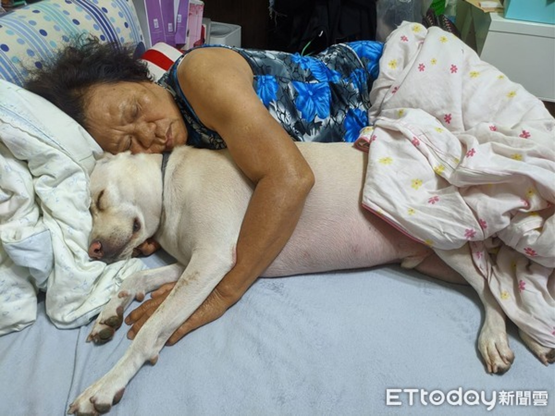 阿嬤抱著嘎瑪一起呼呼大睡。(ETtoday提供,圖/飼主楊小姐權使用) 阿嬤抱著嘎瑪一起呼呼大睡。(ETtoday提供,圖/飼主楊小姐權使用)