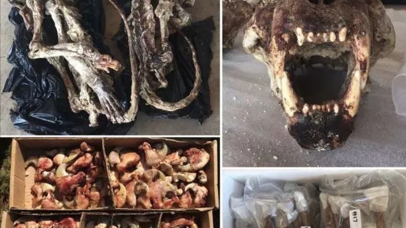 【獅骨無存】南非獅子遭獵殺取骨成中藥材 專家警告細菌傳染風險 【獅骨無存】南非獅子遭獵殺取骨成中藥材 專家警告細菌傳染風險