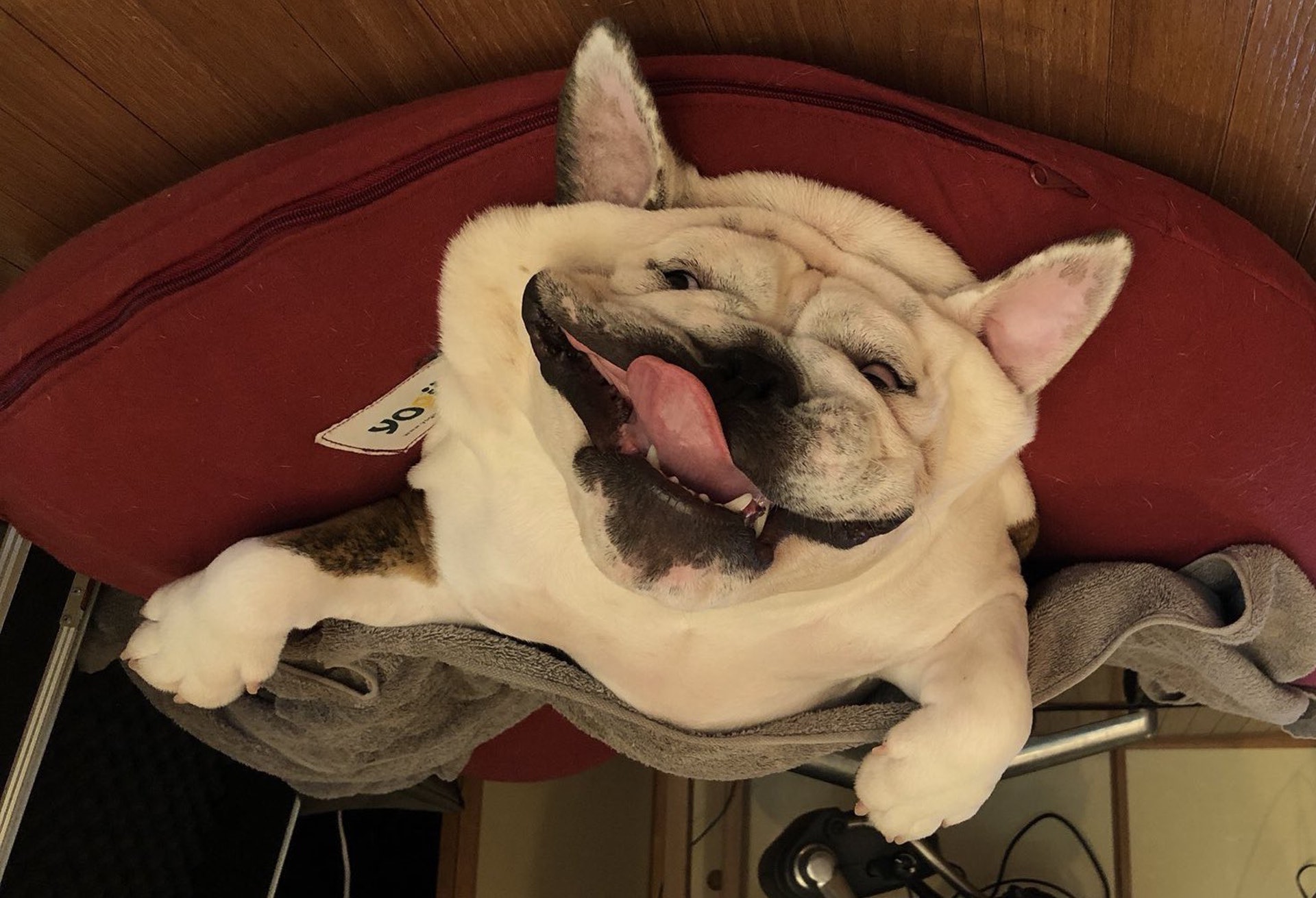 日本有狗主分享法鬥犬仰頭躺睡的醜萌照片。(Twitter帳號「hirausan」圖片) 日本有狗主分享法鬥犬仰頭躺睡的醜萌照片。(Twitter帳號「hirausan」圖片)