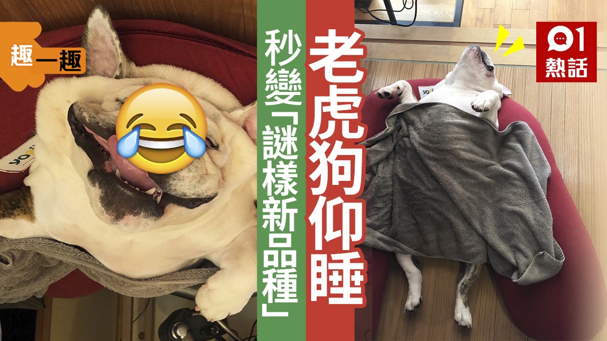 【趣一趣】法鬥犬張嘴仰睡秒變「謎樣生物」 醜萌睡相超爆笑 【趣一趣】法鬥犬張嘴仰睡秒變「謎樣生物」 醜萌睡相超爆笑