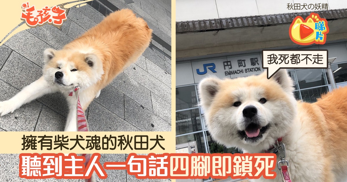 秋田犬 香港01