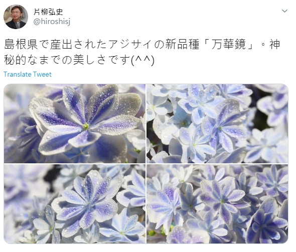 新品種仙氣 萬華鏡 繡球花網上熱傳36張圖朝聖日本絕美繡球花