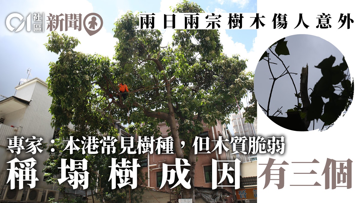 【塌樹意外】一連兩日石栗樹傷人 專家指木質脆弱應詳細檢查 【塌樹意外】一連兩日石栗樹傷人 專家指木質脆弱應詳細檢查