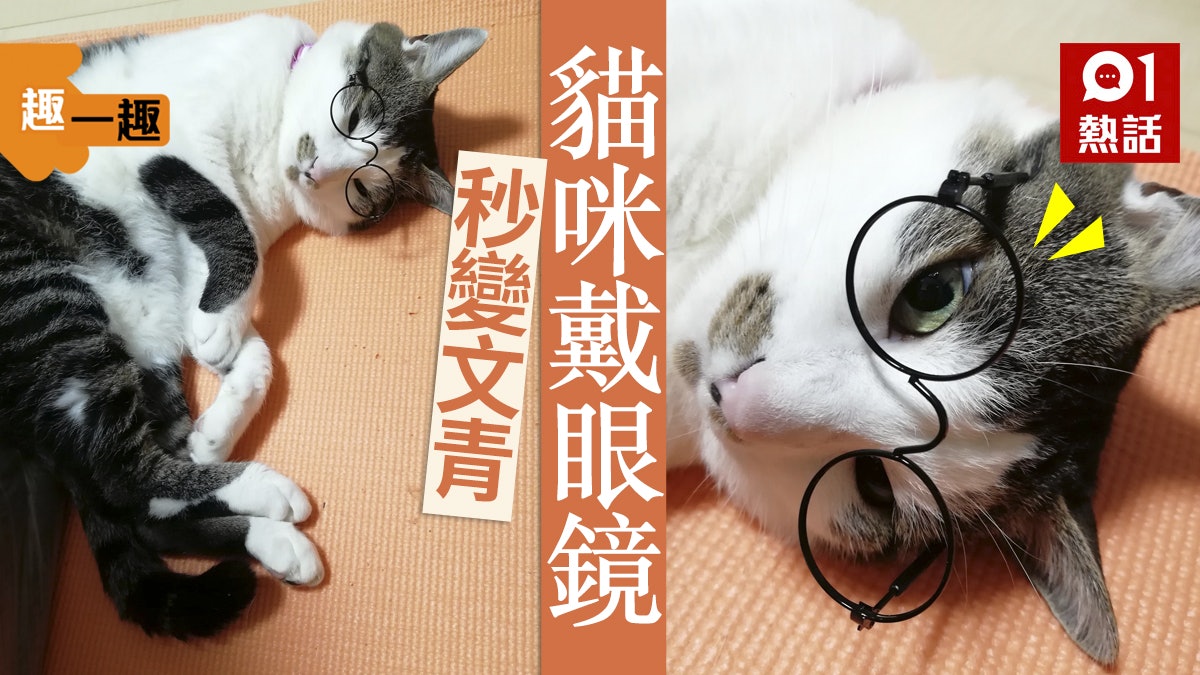 趣一趣|喵星人戴圓形黑框眼鏡秒變文青 眼神慵懶萌翻一眾貓奴 趣一趣|喵星人戴圓形黑框眼鏡秒變文青 眼神慵懶萌翻一眾貓奴