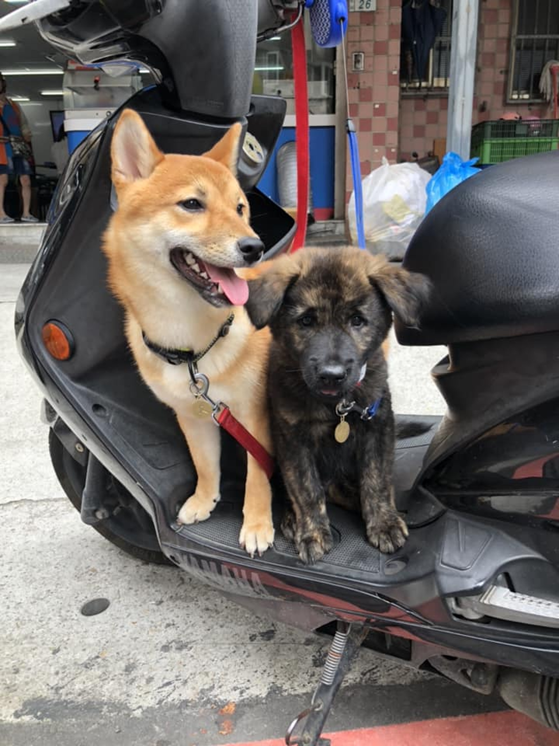 明明一起成長5個月後虎斑迫爆電單車柴犬哥委屈擠夾縫生存 明明一起成長5個月後虎斑迫爆電單車柴犬哥委屈擠夾縫生存