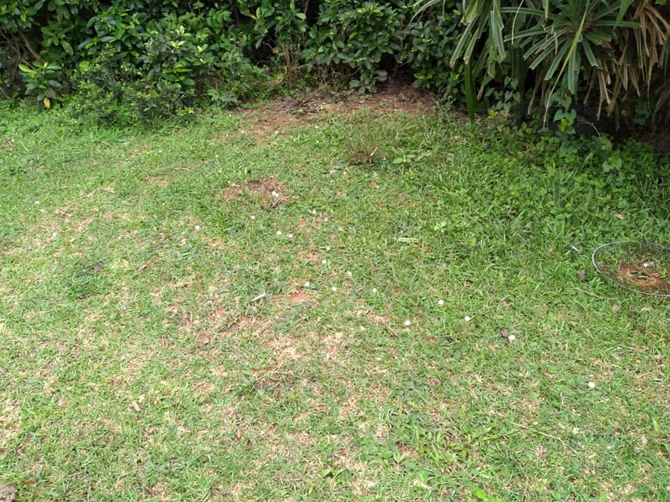 塔門草地被撤了一地臭丸。(塔門黃牛羣fb 圖片) 塔門草地被撤了一地臭丸。(塔門黃牛羣fb 圖片)