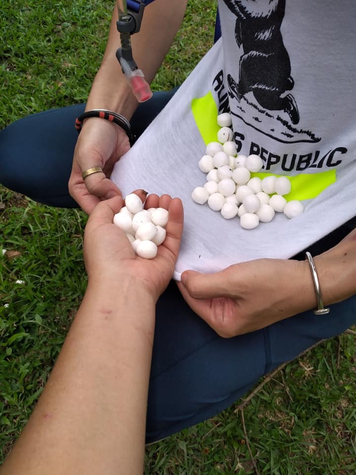 塔門草地被人撒了一地臭丸。(塔門黃牛羣fb 圖片) 塔門草地被人撒了一地臭丸。(塔門黃牛羣fb 圖片)