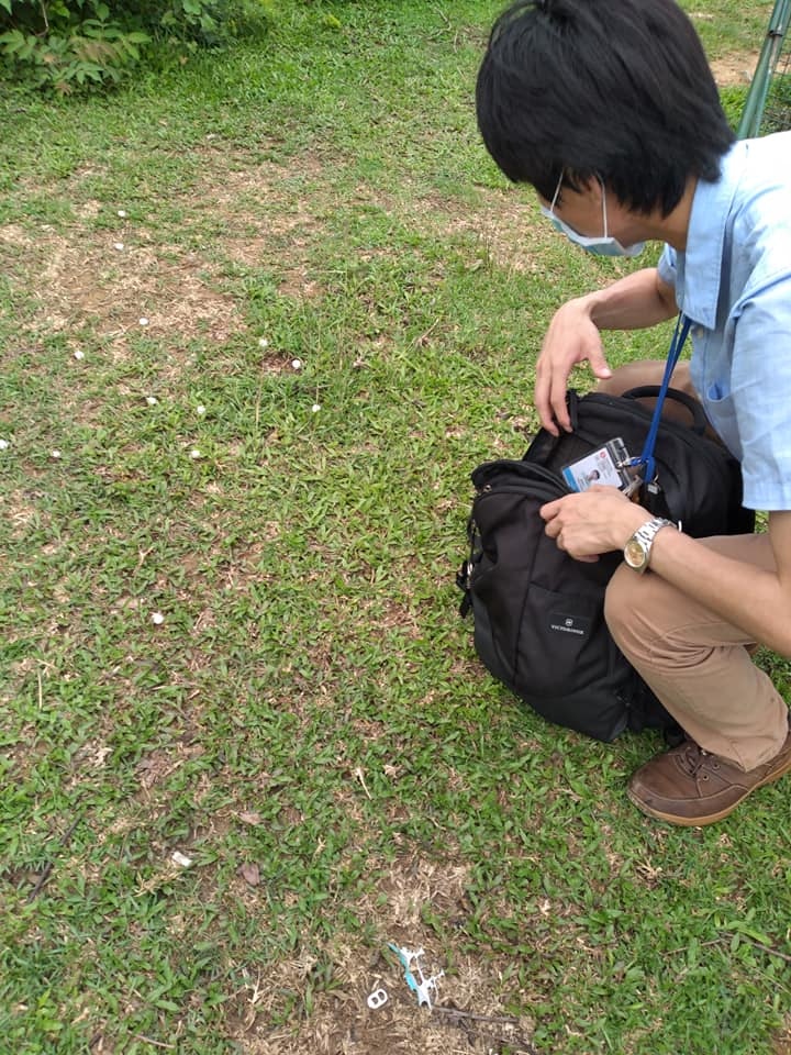 部分臭丸開始混入泥土,有義工擔心流浪牛誤食臭丸。(塔門黃牛羣fb 圖片) 部分臭丸開始混入泥土,有義工擔心流浪牛誤食臭丸。(塔門黃牛羣fb 圖片)