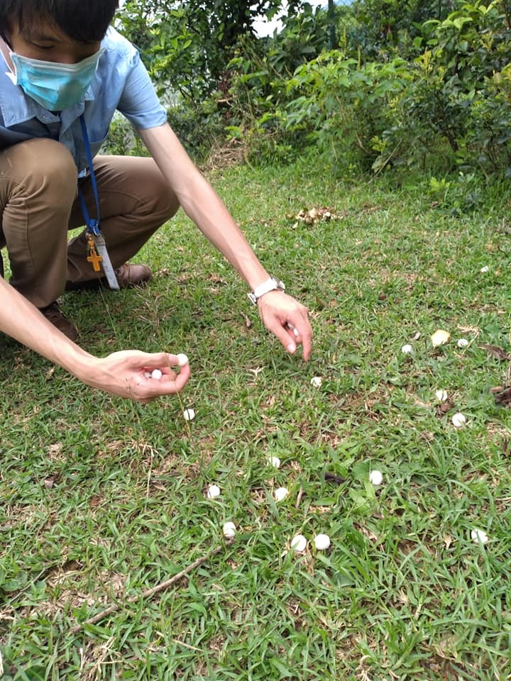 譚爾培當日打算隨義工「看草」,意外發現塔門草地被撒了一地臭丸。(塔門黃牛羣fb 圖片) 譚爾培當日打算隨義工「看草」,意外發現塔門草地被撒了一地臭丸。(塔門黃牛羣fb 圖片)