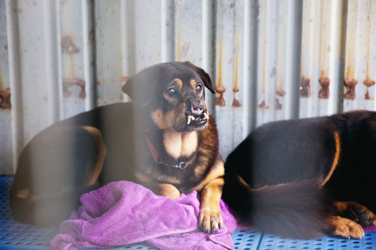 另一隻待助養的甩鼻妹,被發現時鼻上長滿蠅蛆,傷口越變越大,最終只能切除鼻哥。(黃舒慧攝) 另一隻待助養的甩鼻妹,被發現時鼻上長滿蠅蛆,傷口越變越大,最終只能切除鼻哥。(黃舒慧攝)