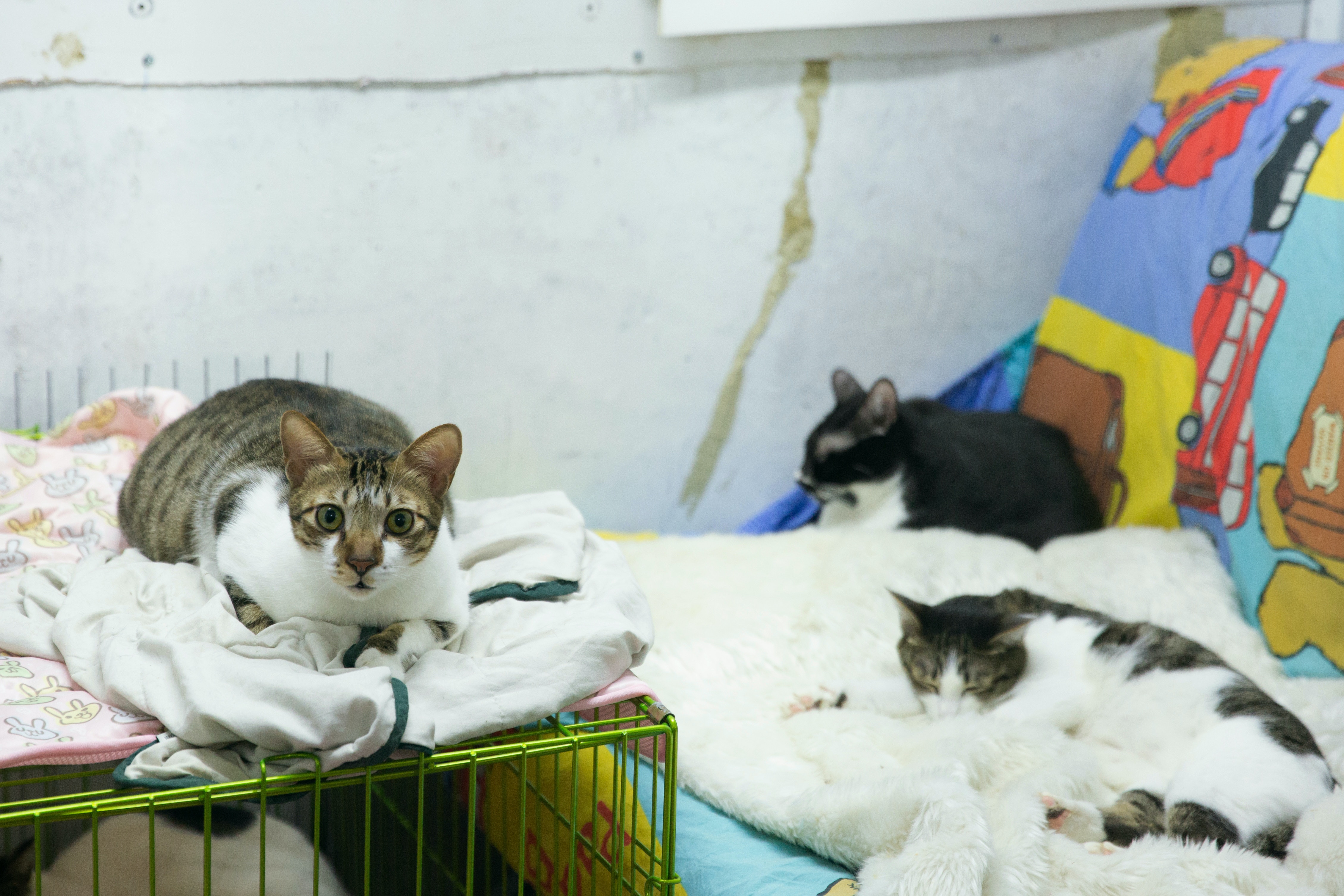 沙律家還有貓兒可供有心人助養。(黃舒慧攝) 沙律家還有貓兒可供有心人助養。(黃舒慧攝)