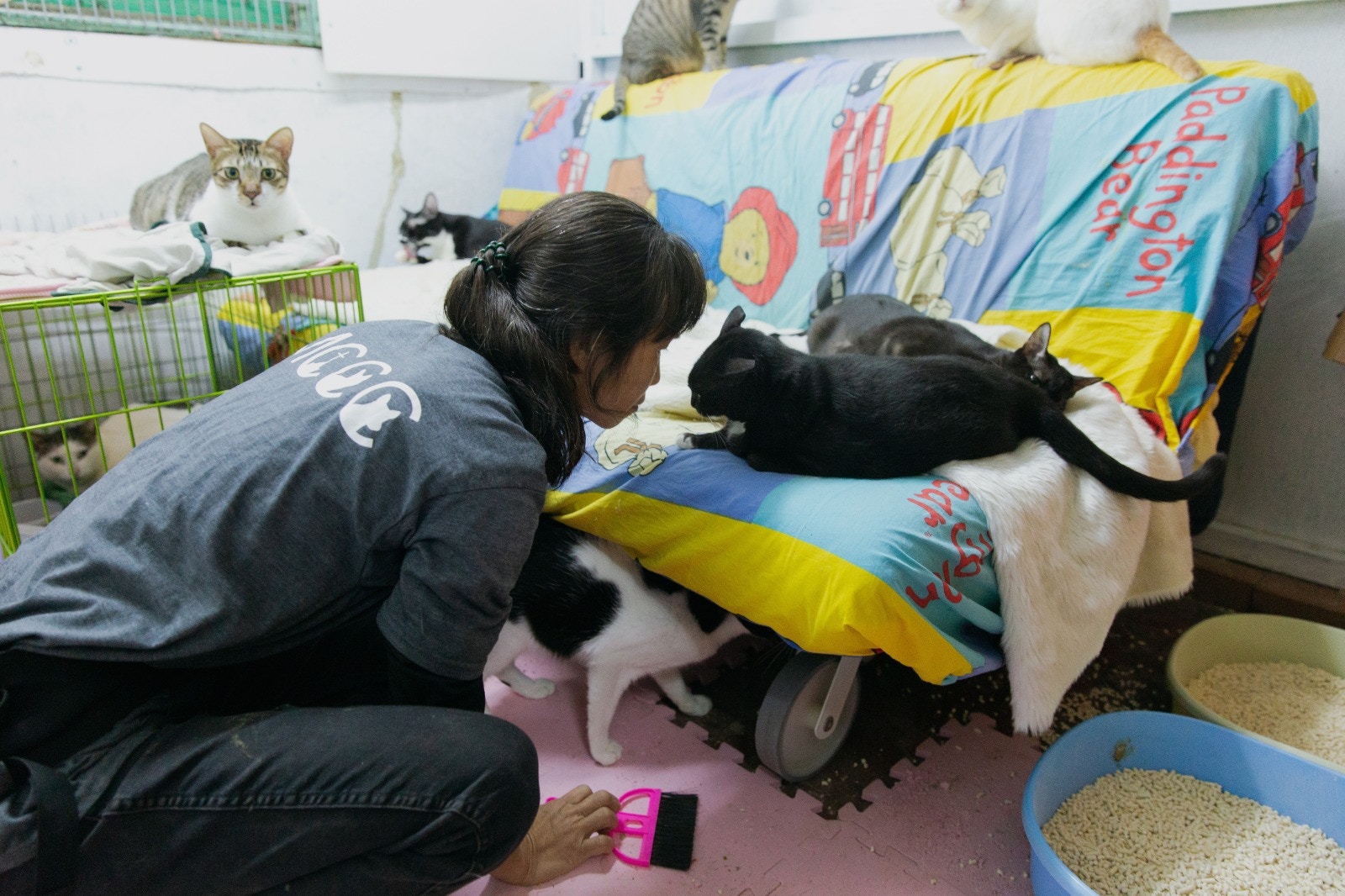 沙律媽晚上就留在貓房與喵星人共睡,縱然未能躺在舒適睡床上休息,但沙律媽卻因能伴在毛孩旁隨時侯命而感到安心。(黃舒慧攝) 沙律媽晚上就留在貓房與喵星人共睡,縱然未能躺在舒適睡床上休息,但沙律媽卻因能伴在毛孩旁隨時侯命而感到安心。(黃舒慧攝)