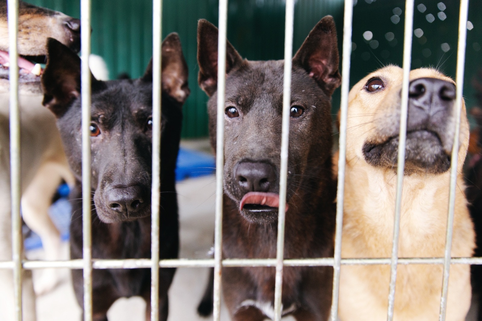 沙律家現時共有47隻毛孩正待善心人助養。(黃舒慧攝) 沙律家現時共有47隻毛孩正待善心人助養。(黃舒慧攝)