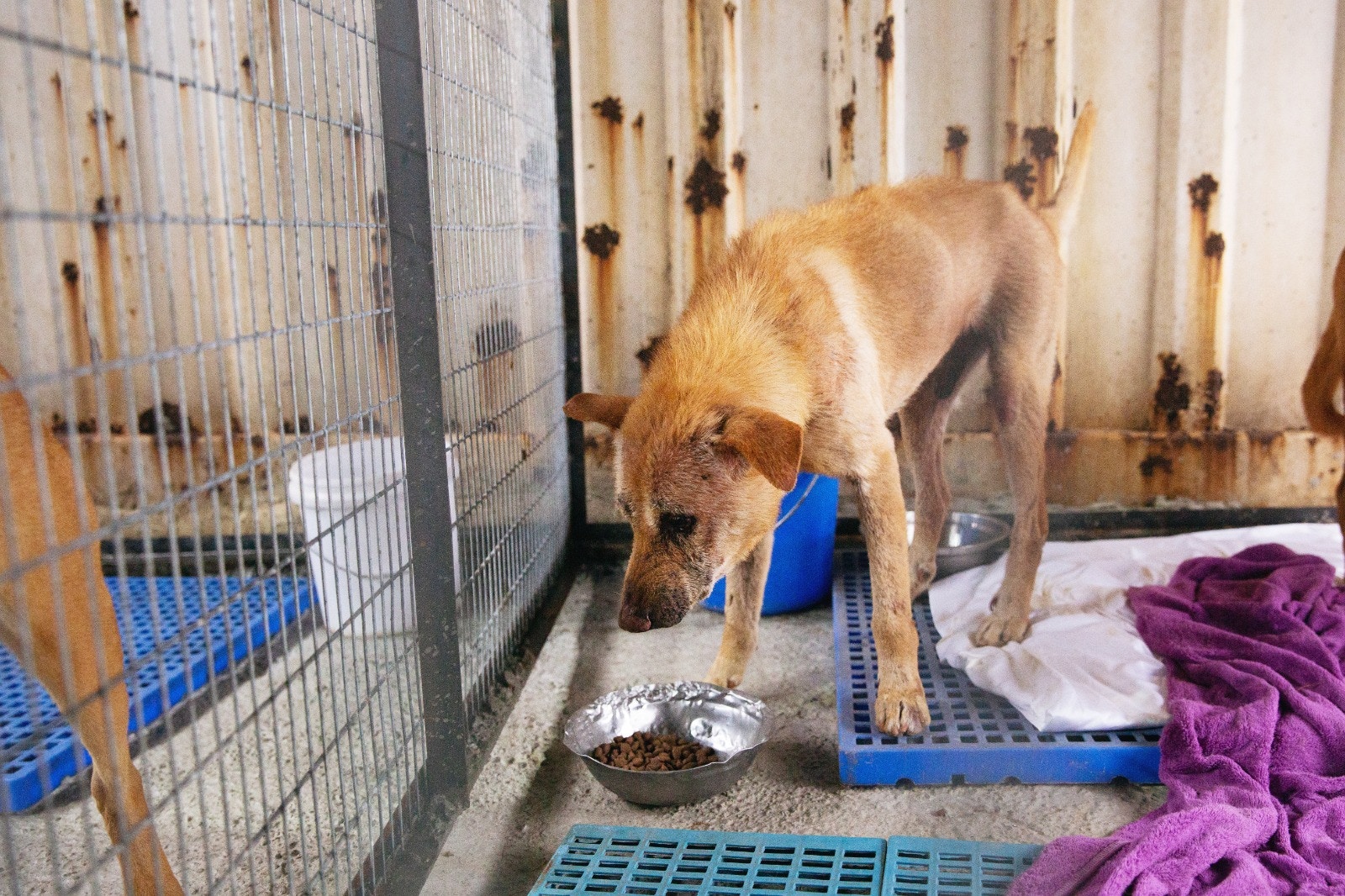 「花面貓」現已回復一大半活動能力。(黃舒慧攝) 「花面貓」現已回復一大半活動能力。(黃舒慧攝)