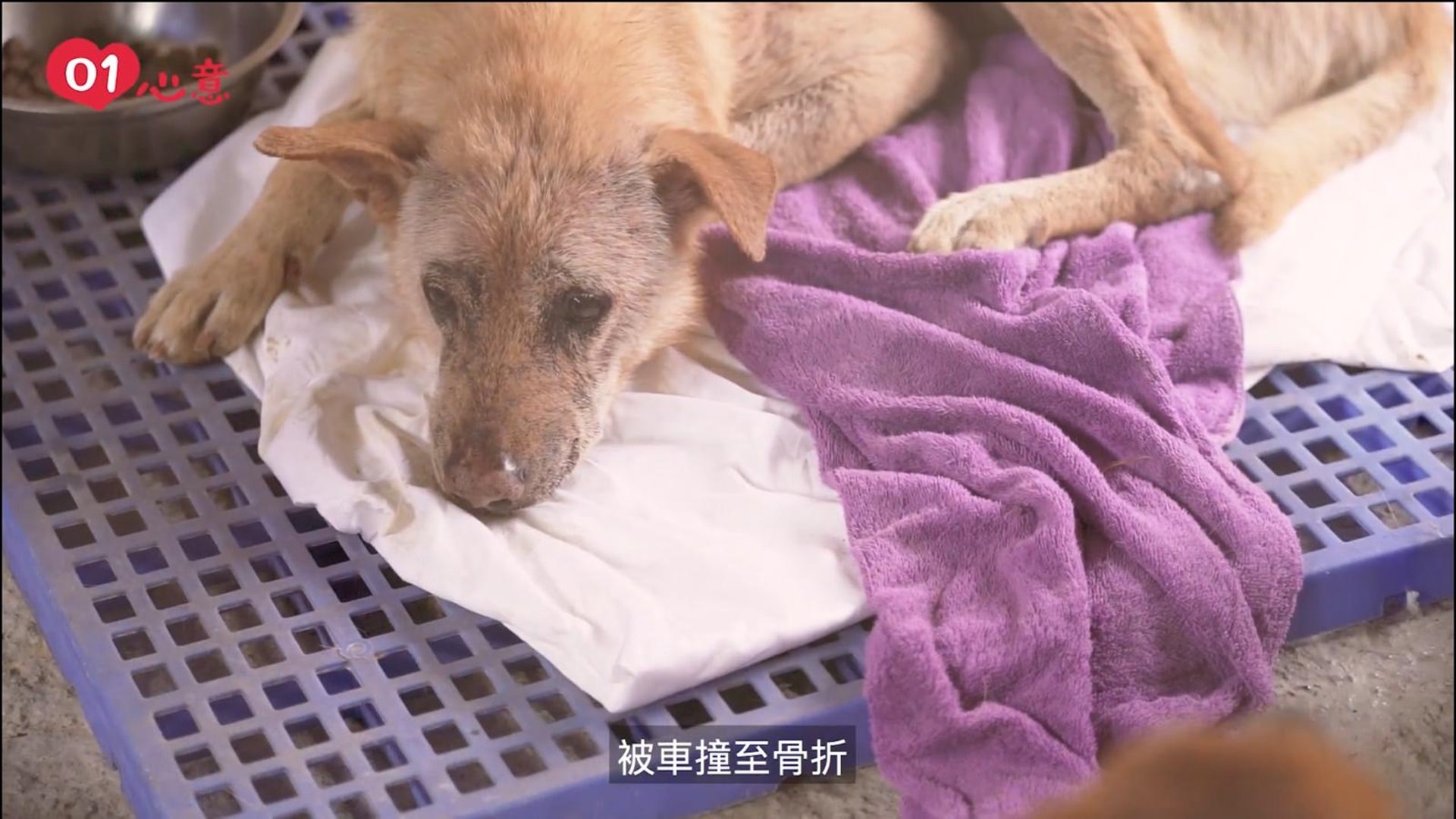 「沙律家」收容了很多有著悲慘過去的浪浪。 「沙律家」收容了很多有著悲慘過去的浪浪。