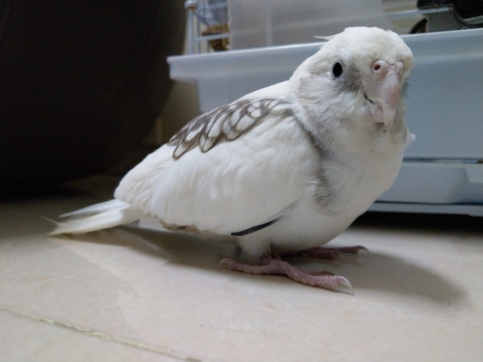 Yammi請求網民幫忙尋找玄鳳鸚鵡豆豆。(Yammi提供圖片) Yammi請求網民幫忙尋找玄鳳鸚鵡豆豆。(Yammi提供圖片)