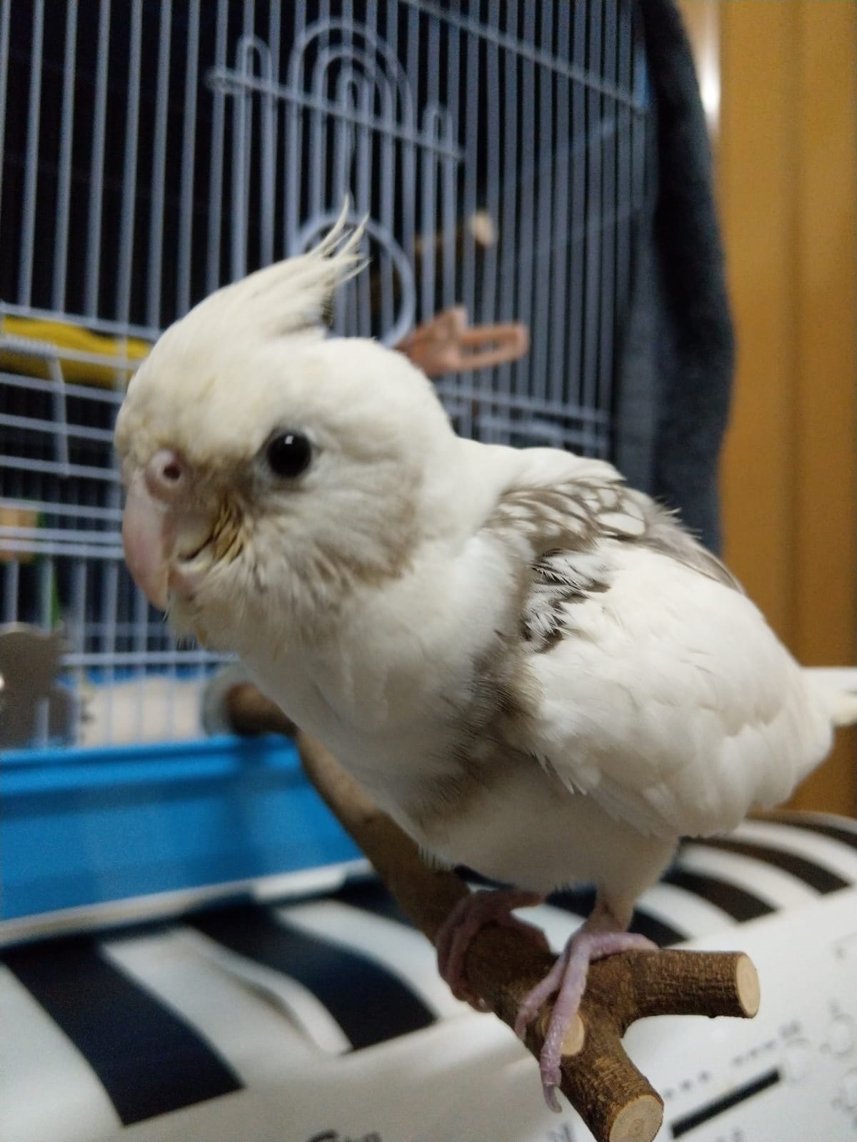 早前主人Yammi因寵物玄鳳鸚鵡「豆豆」患傳染病須與其他雀鳥隔離,把豆豆交了給朋友「星哥」照顧,詎料星哥日前在家中暴斃,豆豆疑被放走後不知所蹤。(Yammi提供圖片) 早前主人Yammi因寵物玄鳳鸚鵡「豆豆」患傳染病須與其他雀鳥隔離,把豆豆交了給朋友「星哥」照顧,詎料星哥日前在家中暴斃,豆豆疑被放走後不知所蹤。(Yammi提供圖片)