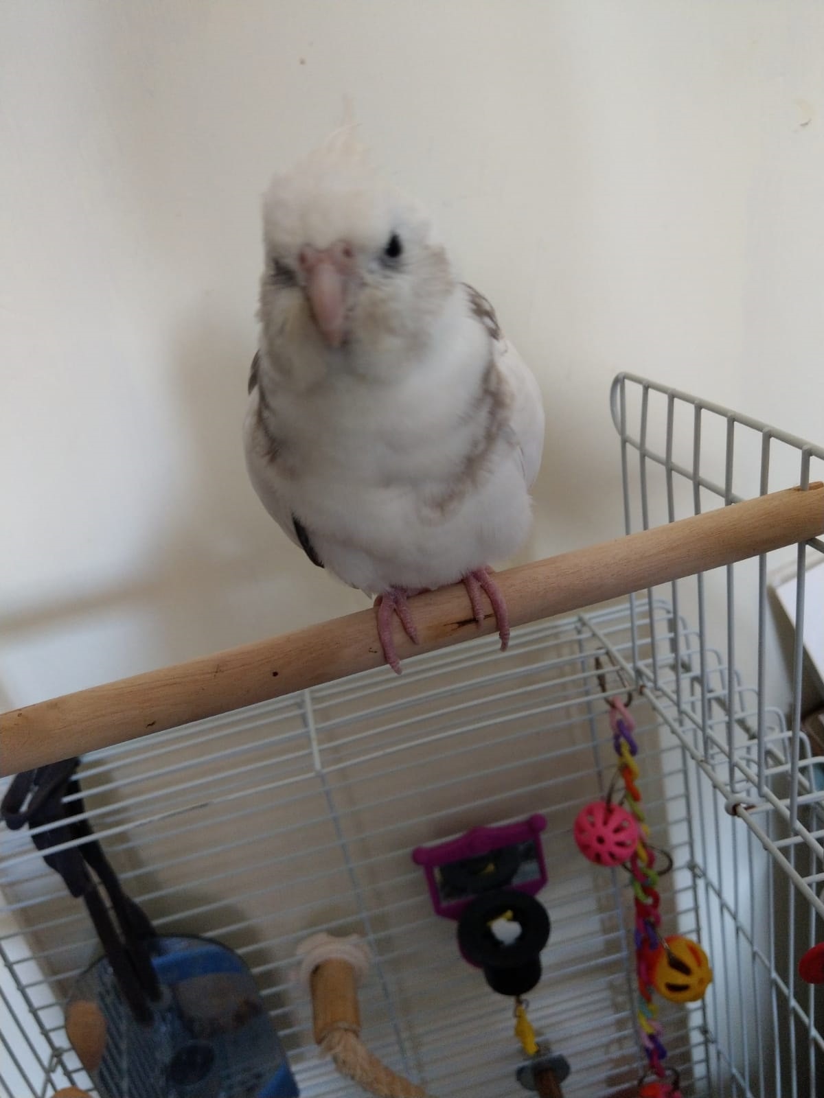 早前主人Yammi因寵物玄鳳鸚鵡「豆豆」患傳染病須與其他雀鳥隔離,把豆豆交了給朋友「星哥」照顧,詎料星哥日前在家中暴斃,豆豆疑被放走後不知所蹤。(Yammi提供圖片) 早前主人Yammi因寵物玄鳳鸚鵡「豆豆」患傳染病須與其他雀鳥隔離,把豆豆交了給朋友「星哥」照顧,詎料星哥日前在家中暴斃,豆豆疑被放走後不知所蹤。(Yammi提供圖片)