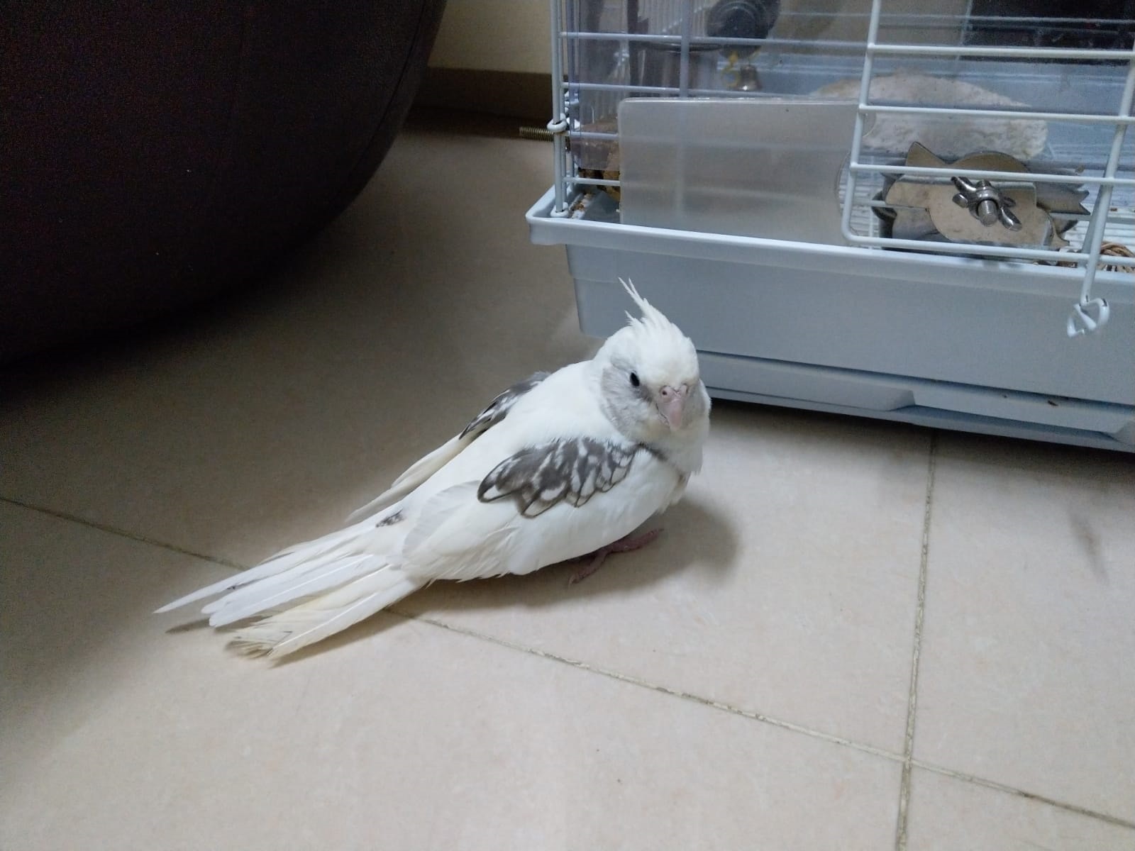 早前主人Yammi因寵物玄鳳鸚鵡「豆豆」患傳染病須與其他雀鳥隔離,把豆豆交了給朋友「星哥」照顧,詎料星哥日前在家中暴斃,豆豆疑被放走後不知所蹤。(Yammi提供圖片) 早前主人Yammi因寵物玄鳳鸚鵡「豆豆」患傳染病須與其他雀鳥隔離,把豆豆交了給朋友「星哥」照顧,詎料星哥日前在家中暴斃,豆豆疑被放走後不知所蹤。(Yammi提供圖片)