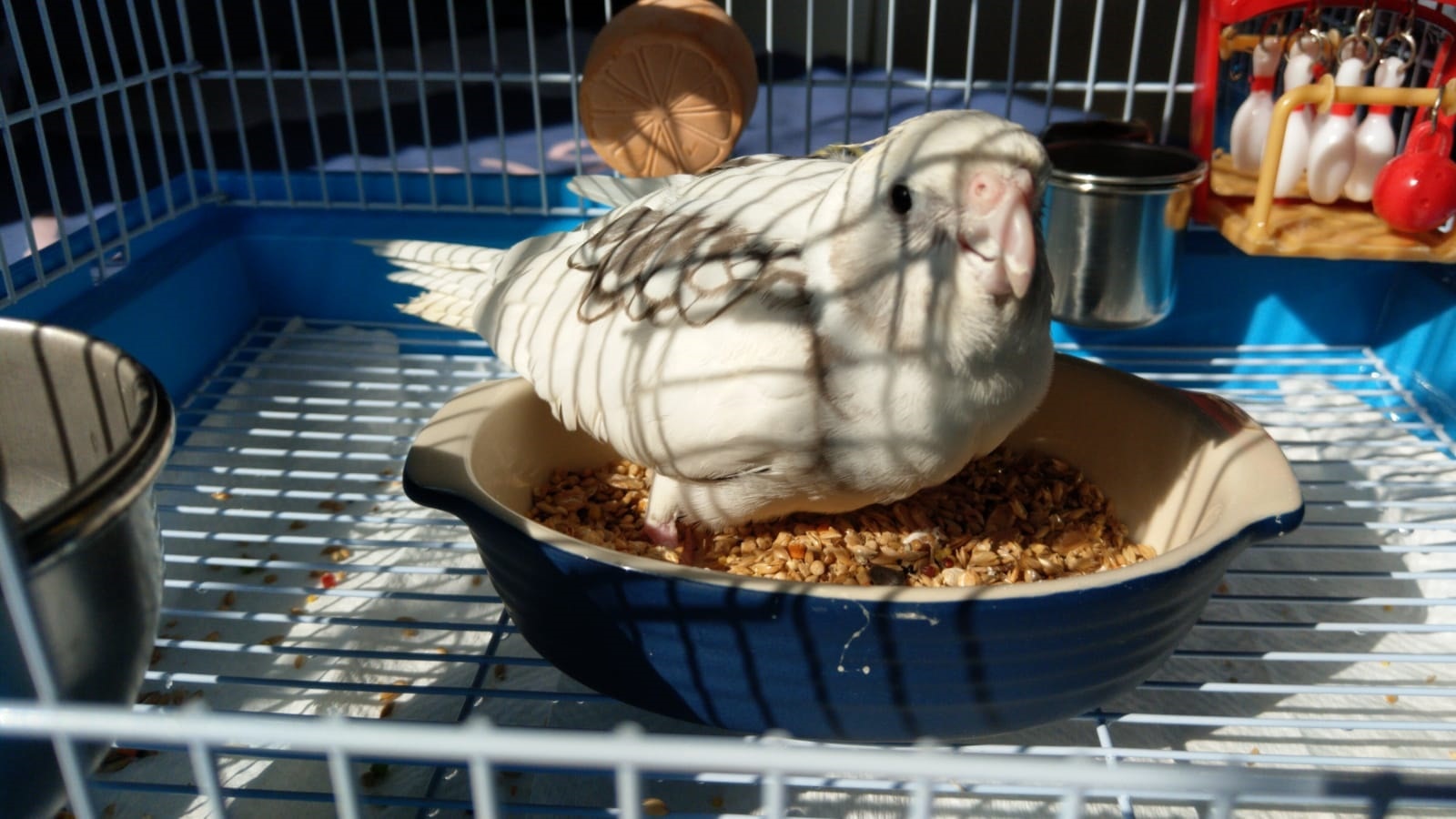 文中指豆豆在上星期被遺棄在垃圾房後,流浪街頭,幸好一名好人伯伯把牠接回家照顧。(Yammi提供圖片) 文中指豆豆在上星期被遺棄在垃圾房後,流浪街頭,幸好一名好人伯伯把牠接回家照顧。(Yammi提供圖片)