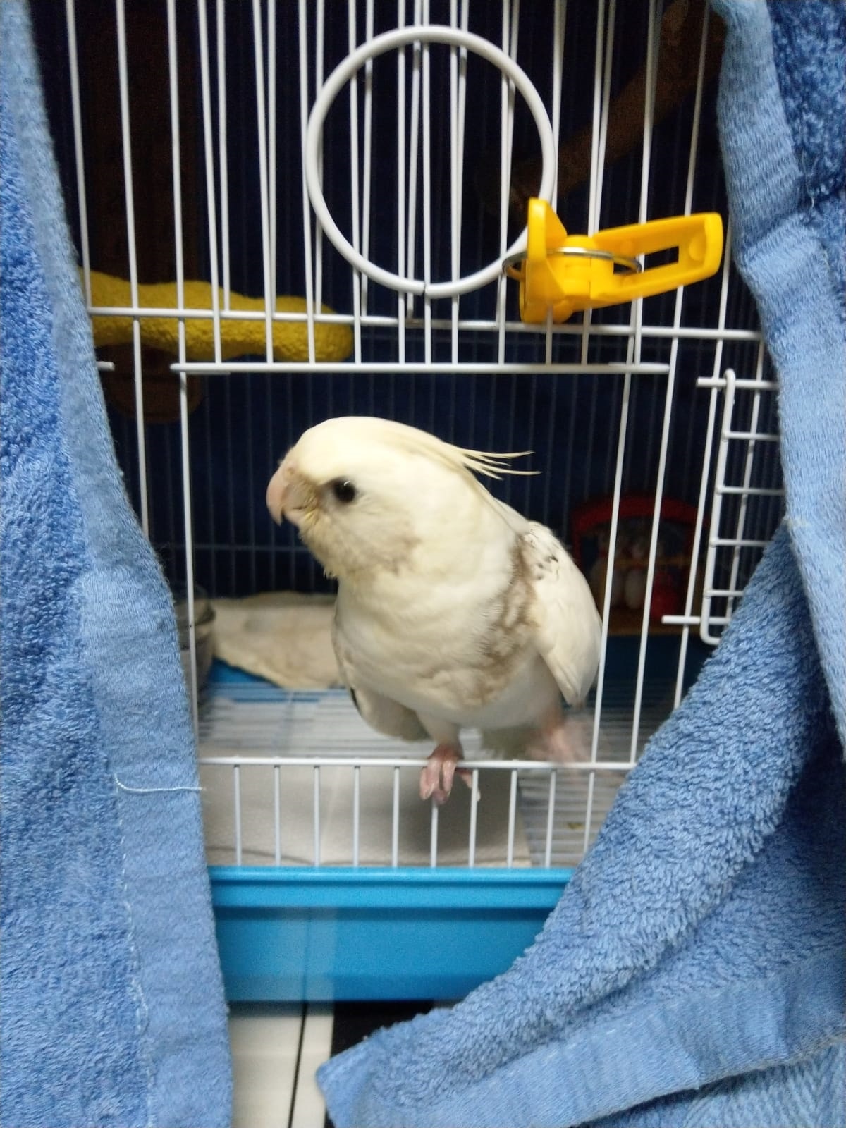 文中指豆豆在上星期被遺棄在垃圾房後,流浪街頭,幸好一名好人伯伯把牠接回家照顧。(Yammi提供圖片) 文中指豆豆在上星期被遺棄在垃圾房後,流浪街頭,幸好一名好人伯伯把牠接回家照顧。(Yammi提供圖片)