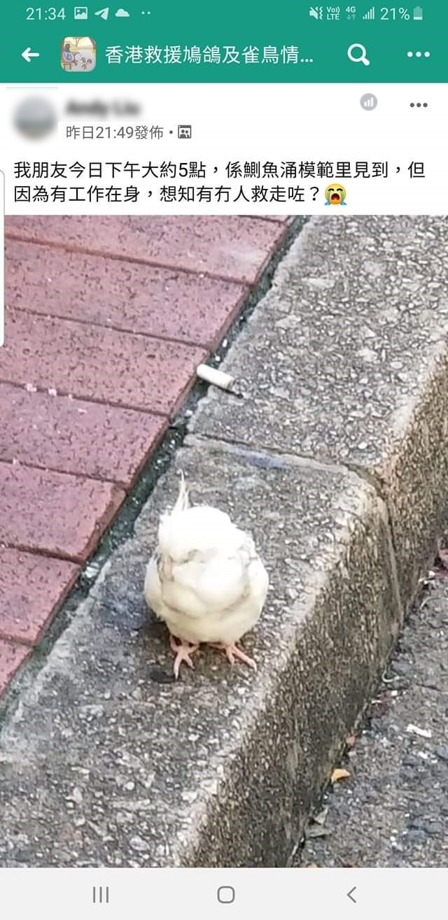 本月18日,有網民曾貼出圖片,表示有1隻鸚鵡曾出現在港島區模範里、鰂魚涌港鐵站C出口附近的街上,Yammi認出那就是其愛雀豆豆。(Yammi提供圖片) 本月18日,有網民曾貼出圖片,表示有1隻鸚鵡曾出現在港島區模範里、鰂魚涌港鐵站C出口附近的街上,Yammi認出那就是其愛雀豆豆。(Yammi提供圖片)