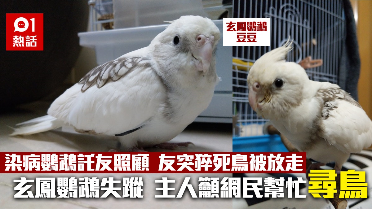 尋鳥 染病鸚鵡託友照顧友突猝死鳥被放走主人急尋愛雀