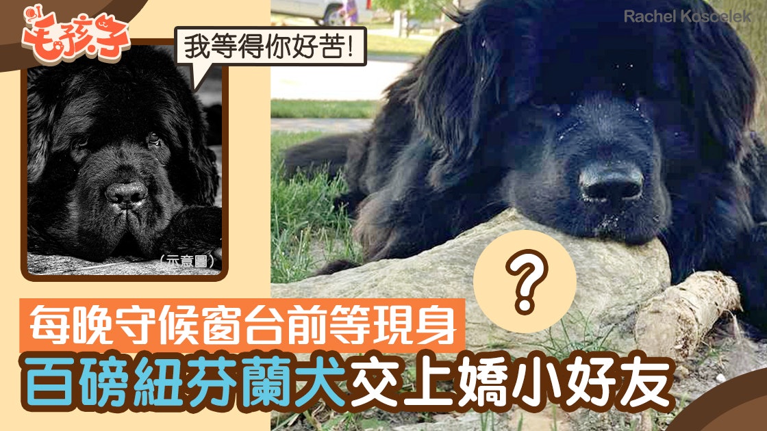 過百磅紐芬蘭犬每晚窗台無聲守候 媽媽細心觀察發現牠的「秘密」 過百磅紐芬蘭犬每晚窗台無聲守候 媽媽細心觀察發現牠的「秘密」