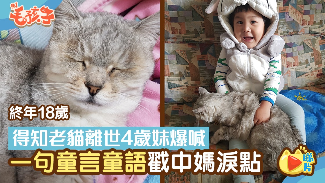 18歲老貓變天使害4歲女秒淚崩 她一句童言童語戳中媽淚點 18歲老貓變天使害4歲女秒淚崩 她一句童言童語戳中媽淚點