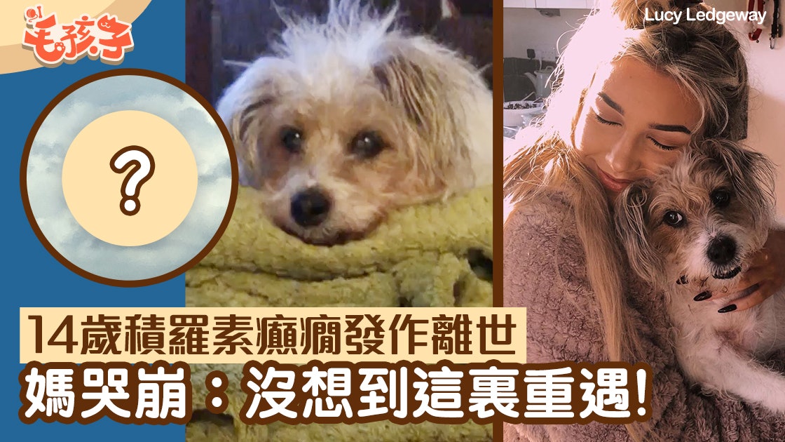 14歲積羅素犬癲癇發作亡 傷心媽兜風散心 竟在這裏重遇牠 14歲積羅素犬癲癇發作亡 傷心媽兜風散心 竟在這裏重遇牠