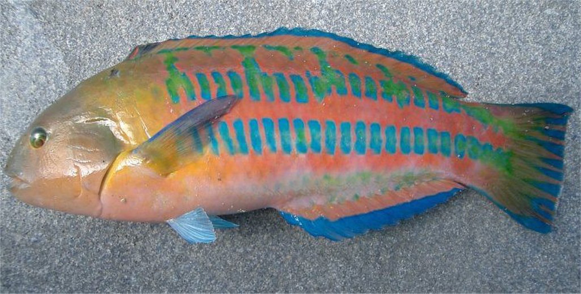 日本三大怪魚 日本三大怪魚