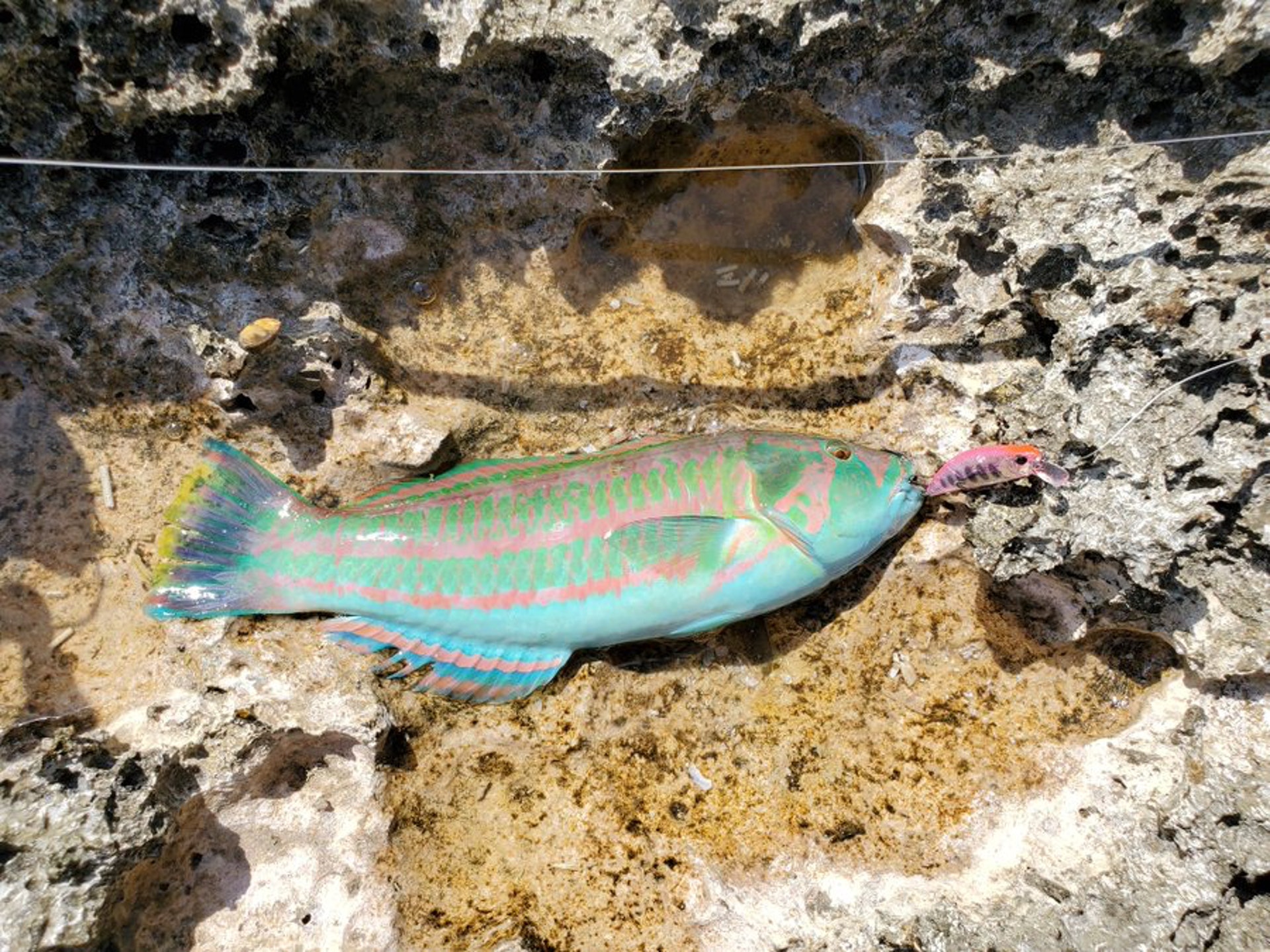 日男沖繩釣到繽紛怪魚顏色鮮艷激似塑膠玩具原來睇得又食得 香港01 熱爆話題 日男沖繩釣到繽紛怪魚顏色鮮艷激似塑膠玩具原來睇得又食得 香港01 熱爆話題