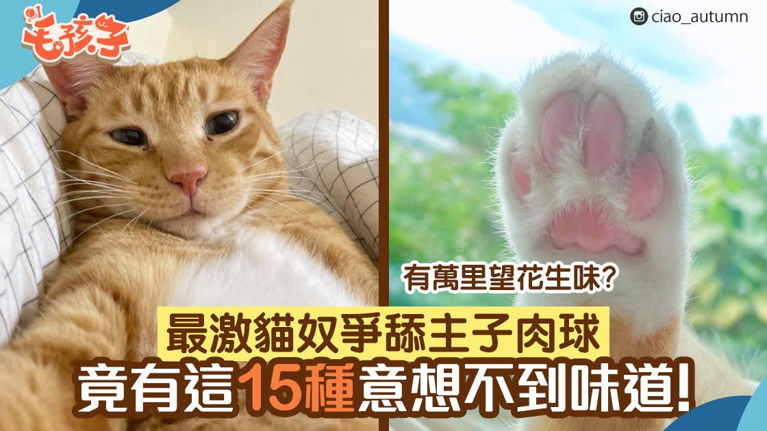 貓奴壯舉爭舔主子肉球盤點貓肉球15種口味除了花生味還有 香港01 寵物