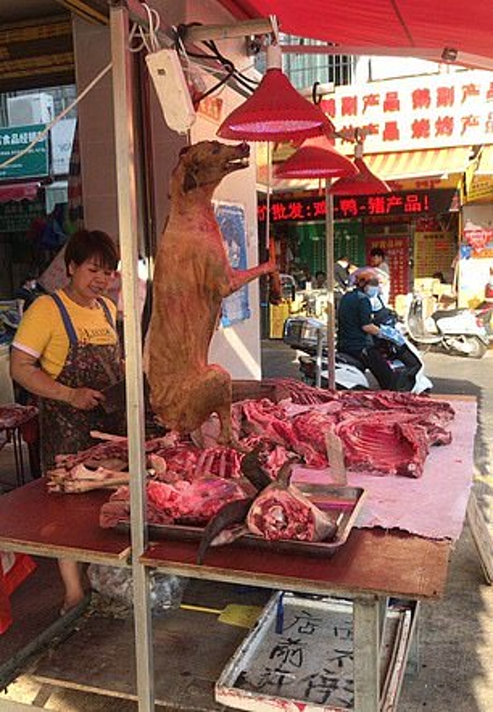 狗隻並排放到桌上,任食客挑選。(微博) 狗隻並排放到桌上,任食客挑選。(微博)