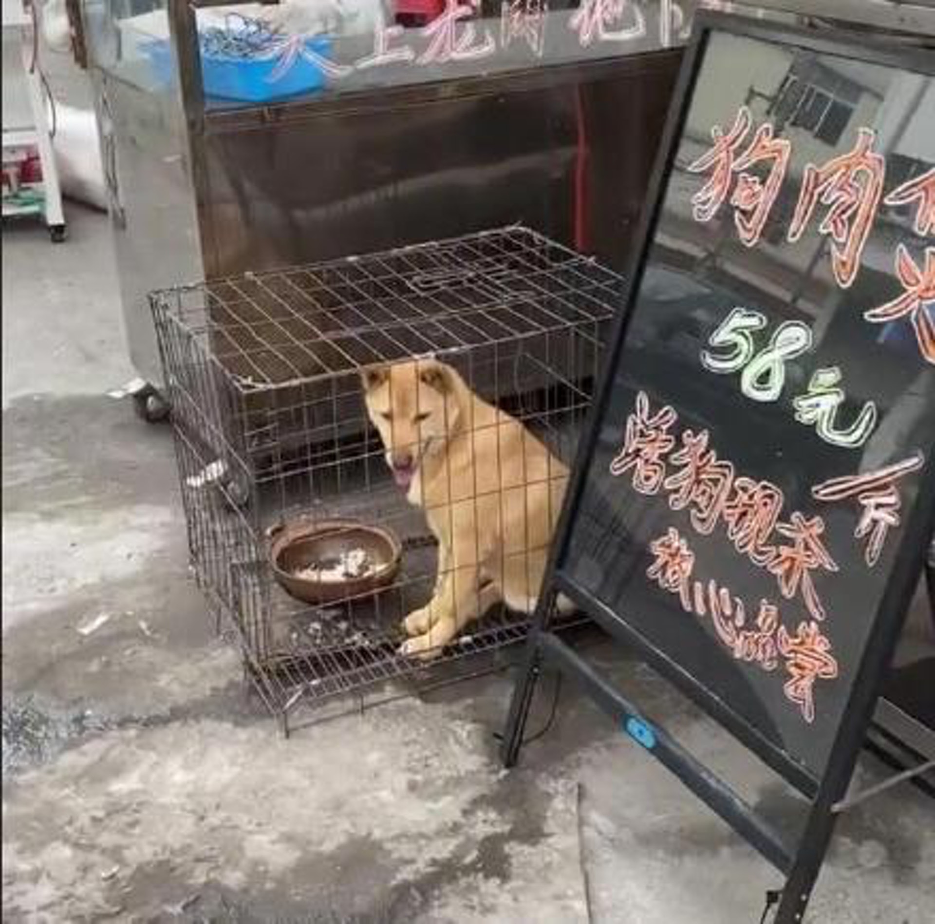 廣西玉林當地，不少食肆都放出狗隻作招徠，寫着現殺！（微博）