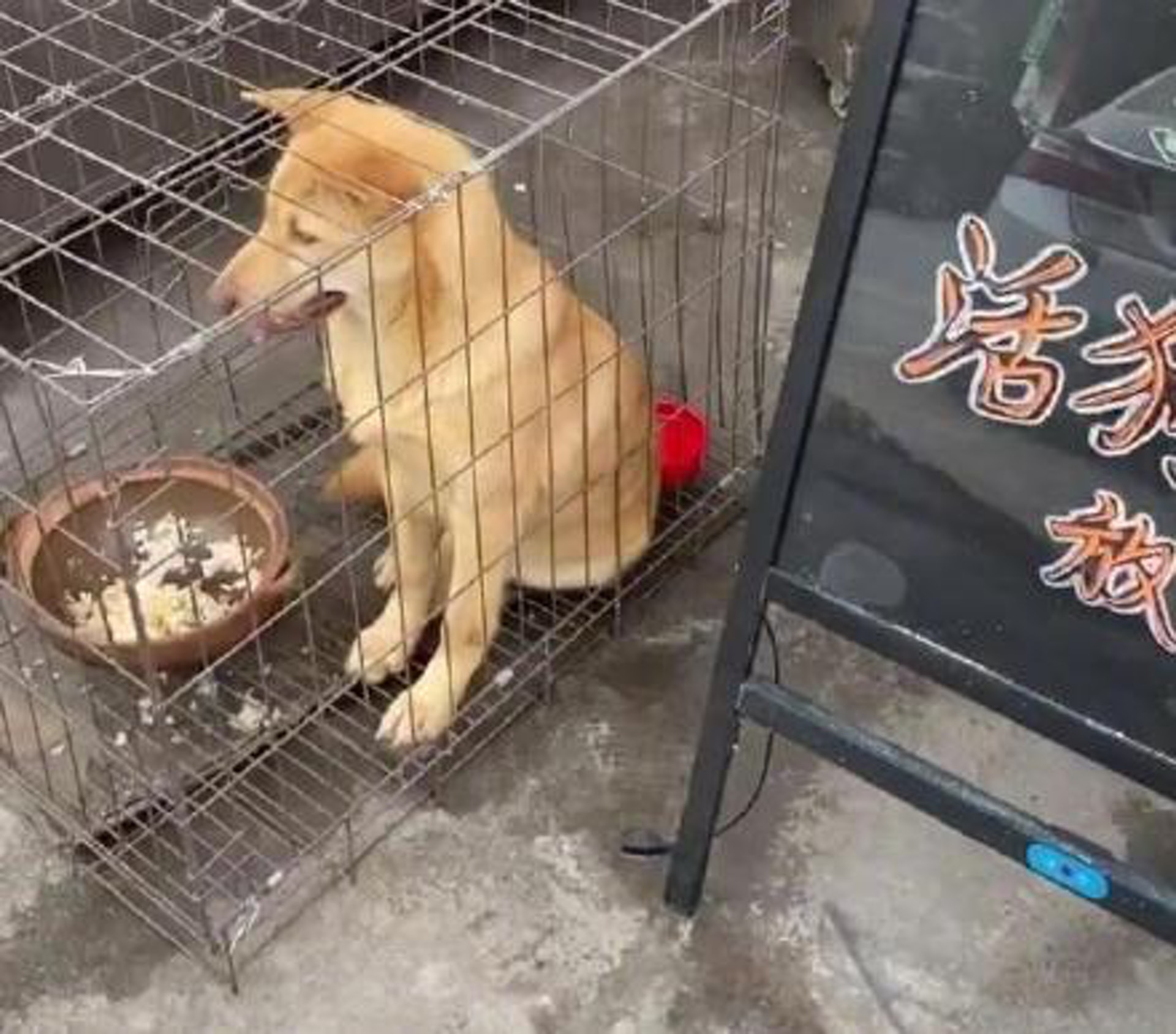 沒法想象每年有多少狗隻被人這樣吃掉了。(微博) 沒法想象每年有多少狗隻被人這樣吃掉了。(微博)