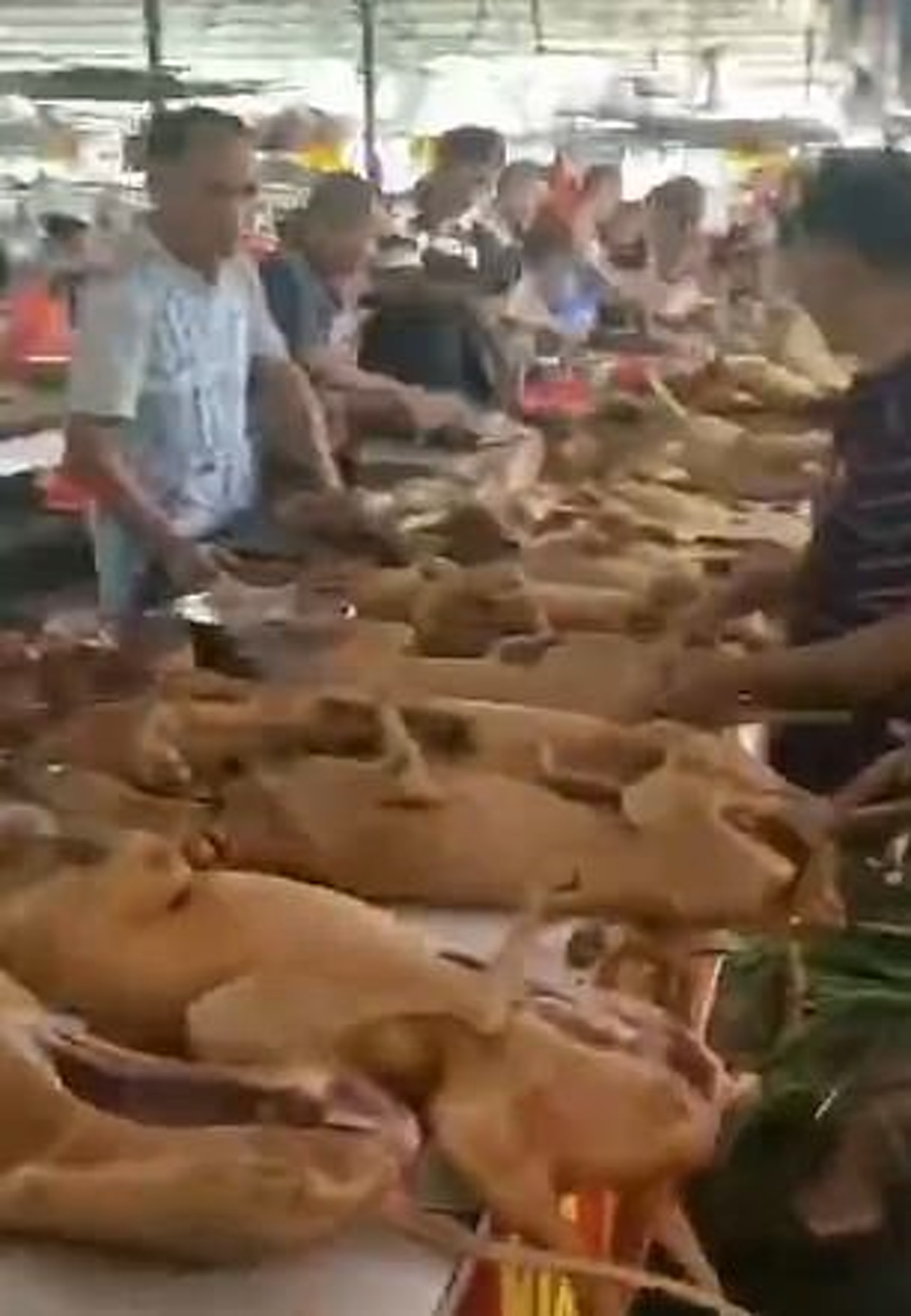狗隻如豬肉般，在市場裏出售。（微博）