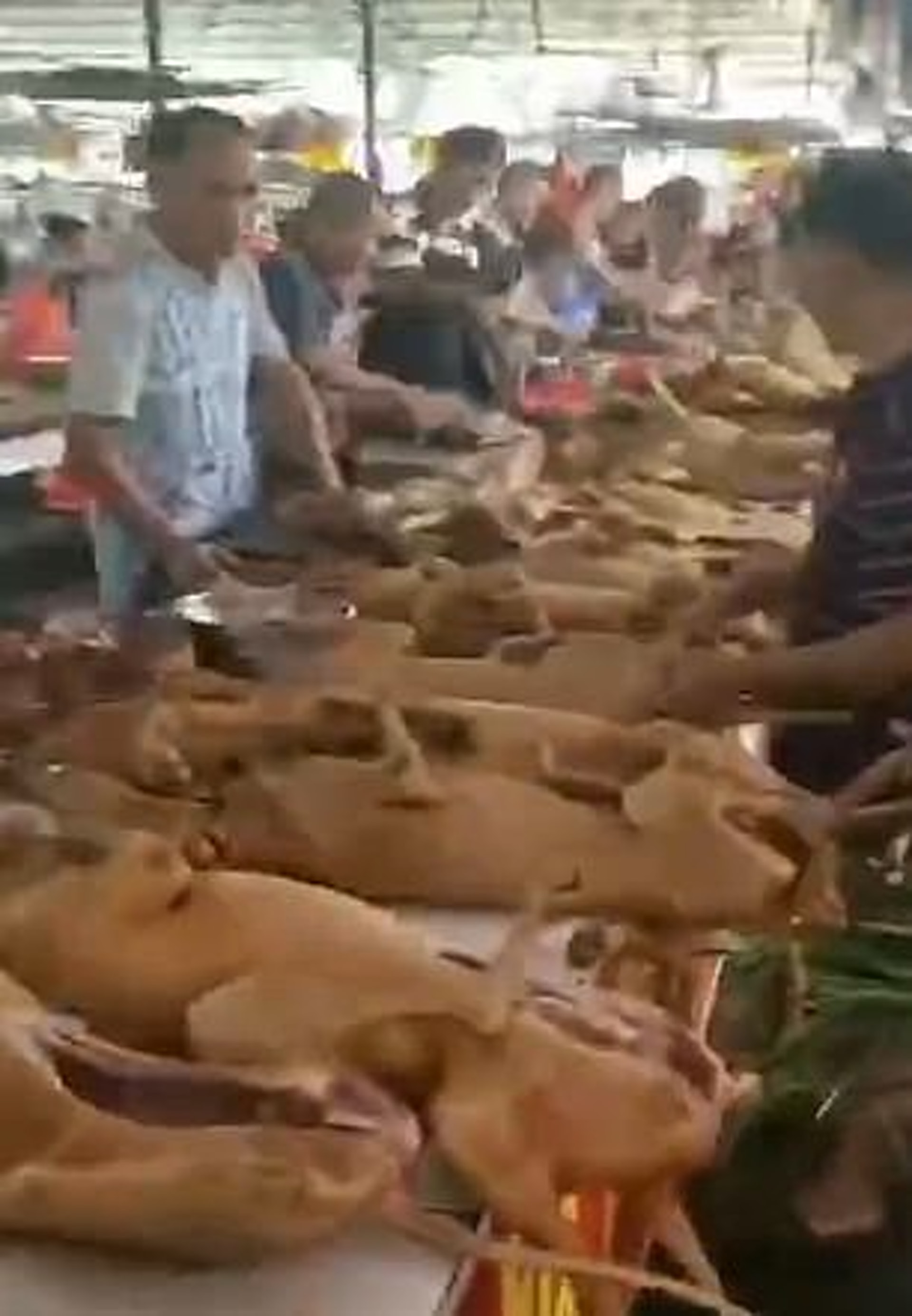 狗隻如豬肉般,在市場裏出售。(微博) 狗隻如豬肉般,在市場裏出售。(微博)