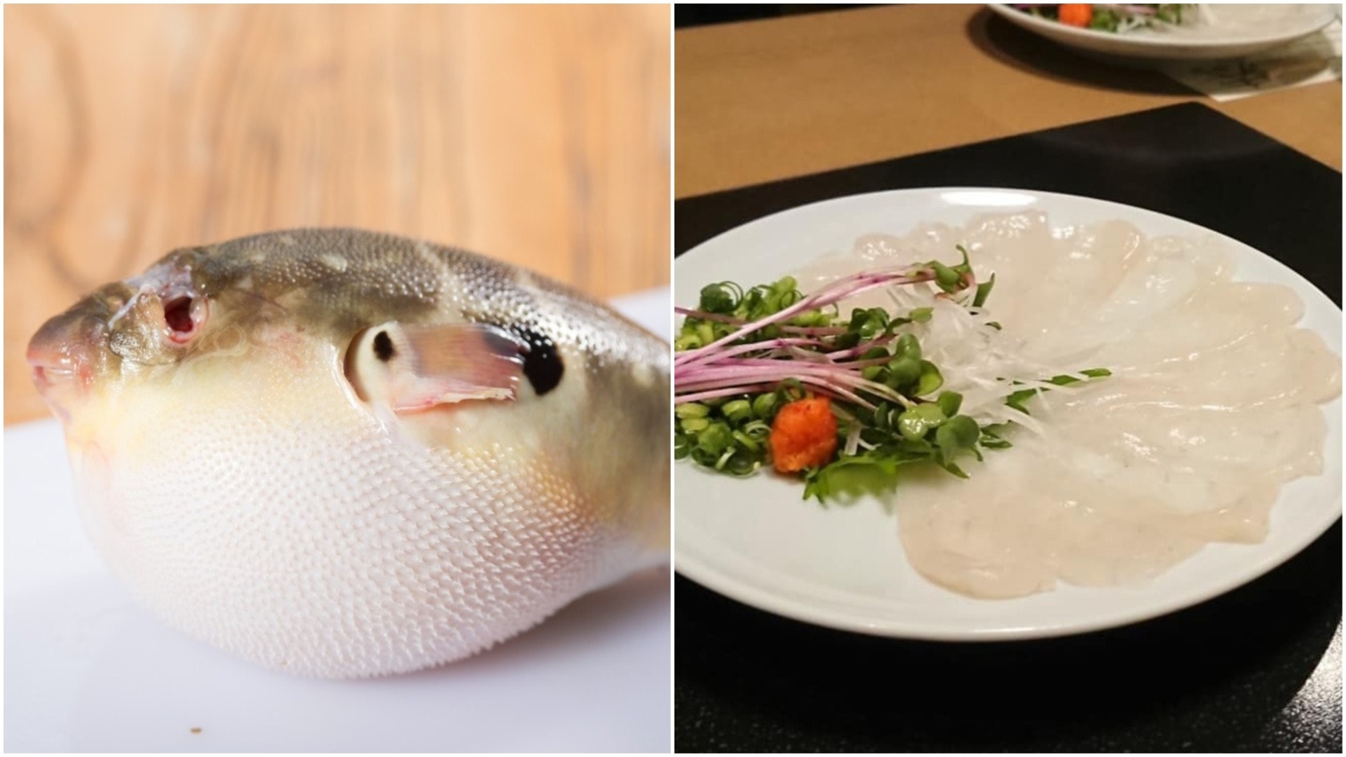 飲食熱話 河豚含劇毒為何仍大受歡迎 揭開雞泡魚料理美味秘密 香港01 教煮 飲食熱話 河豚含劇毒為何仍大受歡迎 揭開雞泡魚料理美味秘密 香港01 教煮