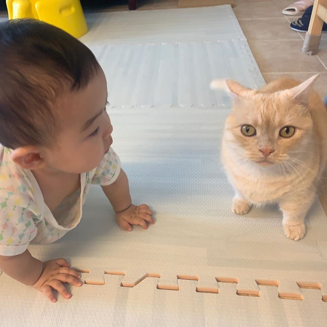 妹妹跟曼基貓Ｍyu相處半年後，不單長相有點像牠，連行為也非常相似！（Instagram圖片：myuuuuchan_1116）