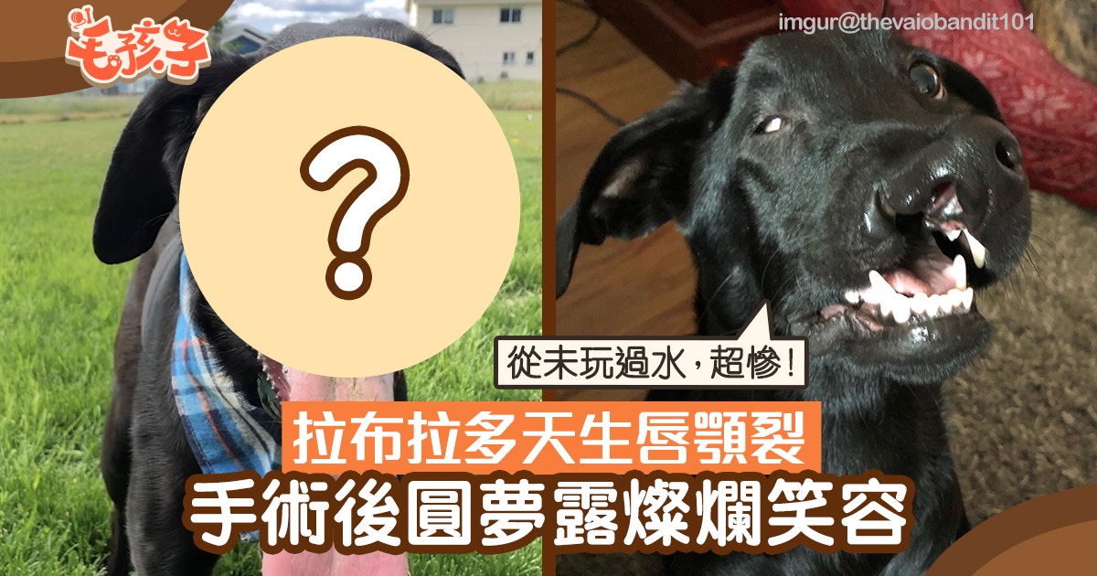 拉布拉多天生唇顎裂從未玩過水手術後圓夢露出世界最美笑容