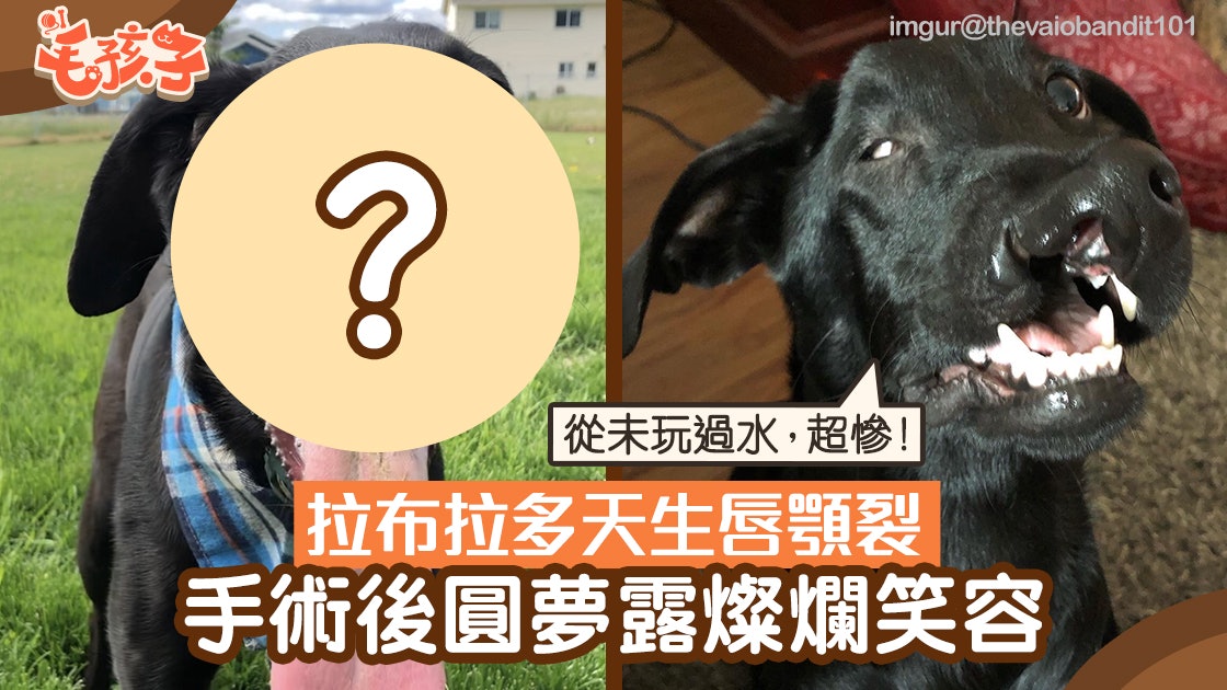 拉布拉多天生唇顎裂從未玩過水手術後圓夢露出世界最美笑容 拉布拉多天生唇顎裂從未玩過水手術後圓夢露出世界最美笑容