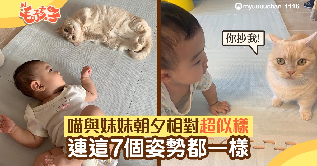 曼基貓與妹妹朝夕相對　兩姐妹越來越似樣　連這7個姿勢都一樣！