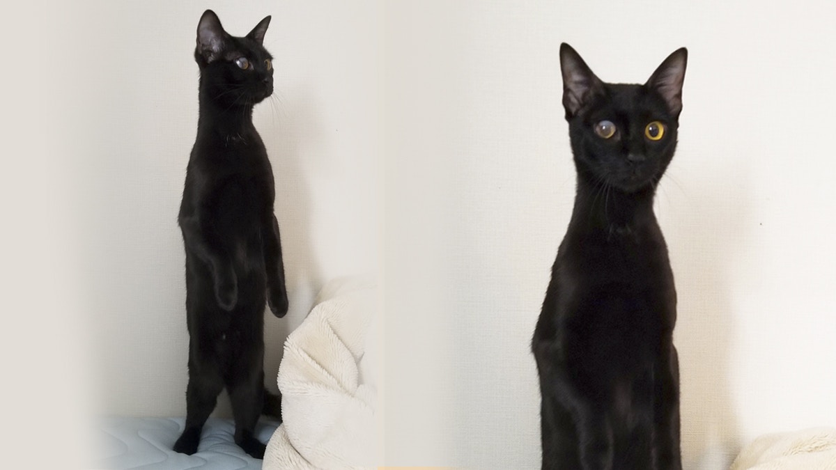 穿着工作服的站立猫