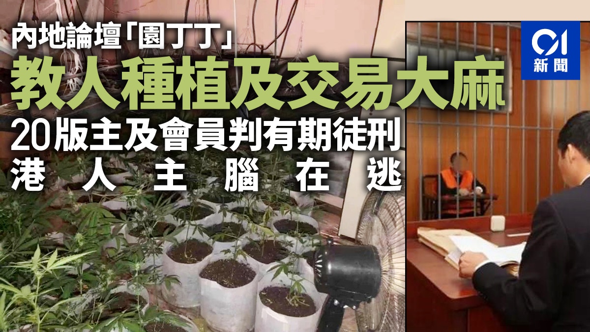 港人內地建大麻論壇教種植知識設交易渠道版主會員等20人被判刑 香港01 大國小事