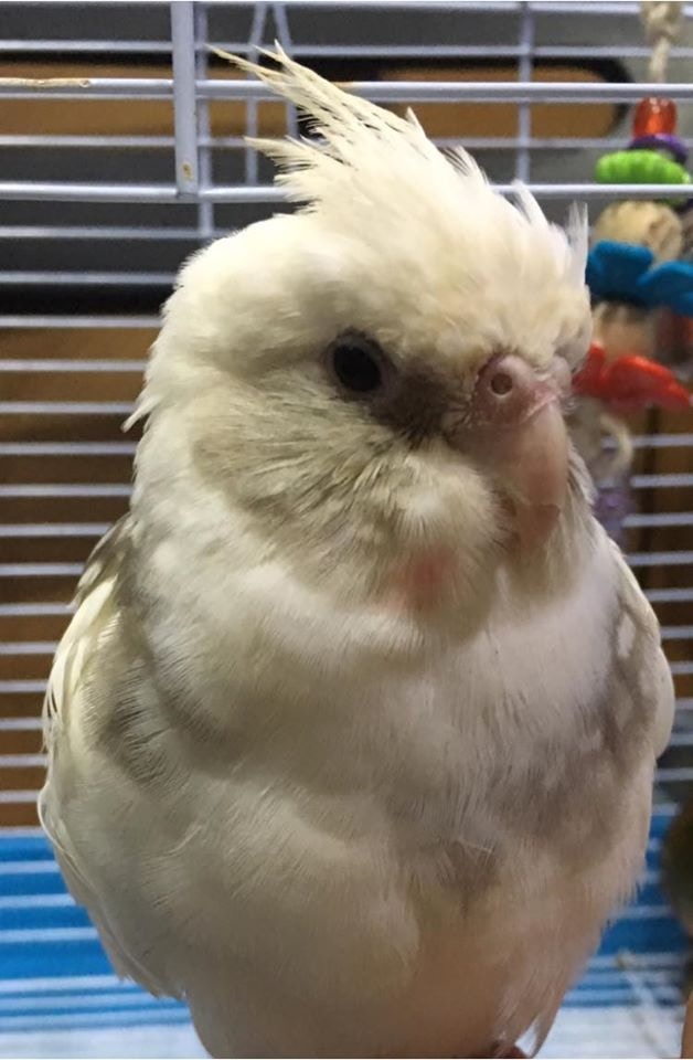 Yammi發帖,以豆豆的角度發布這個好消息,表示「今天我與Yammi重逢了!」。(fb專頁「Birdy House」圖片) Yammi發帖,以豆豆的角度發布這個好消息,表示「今天我與Yammi重逢了!」。(fb專頁「Birdy House」圖片)